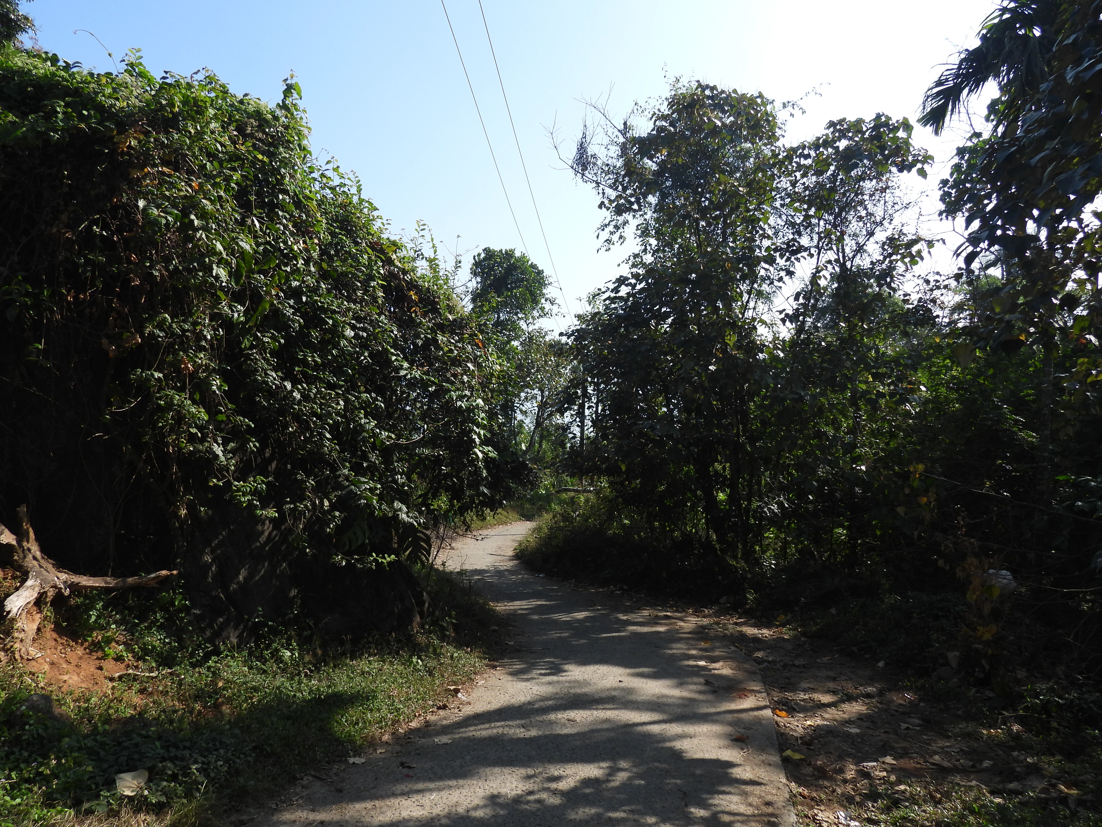 A quiet paved road winding through dense tropical forest with tall trees and lush green vegetation under a clear blue sky.