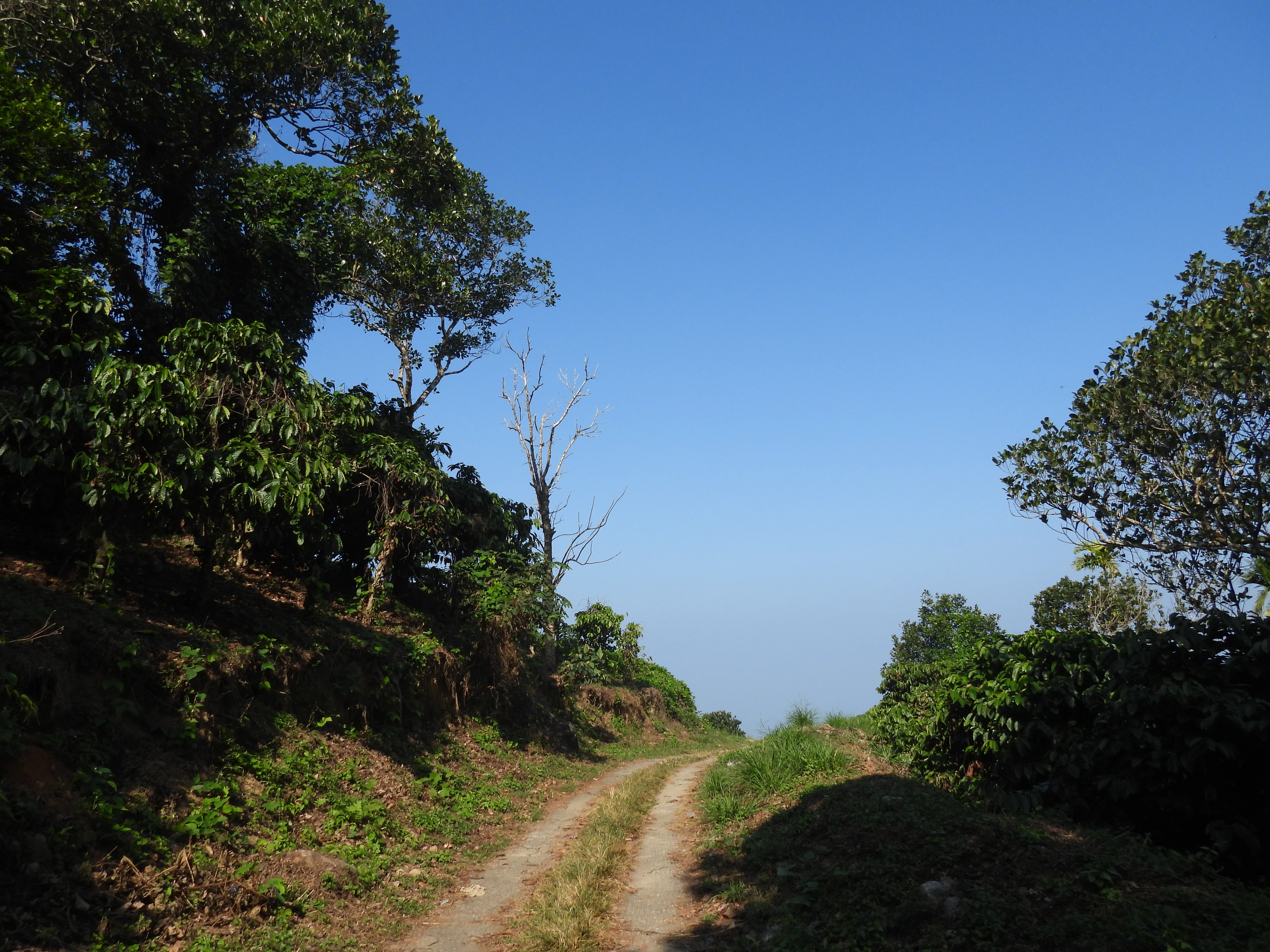 A narrow countryside trail winding through lush green trees and dense vegetation beneath a clear blue sky.